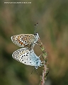 silver studded blue butterfly-4
